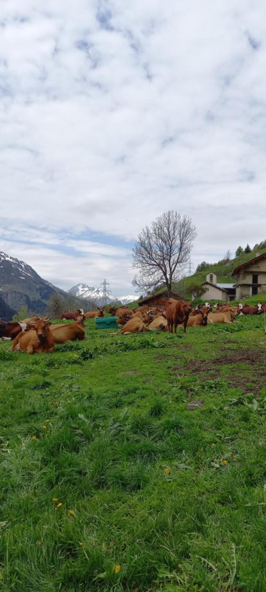 Les Campanules Leilighet Bourg-Saint-Maurice Eksteriør bilde